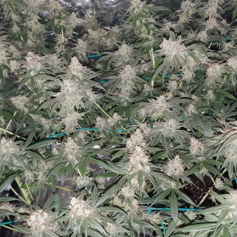 Purple Punch CBD growlog timeline photo