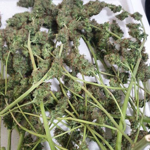 Purple Punch CBD growlog timeline photo