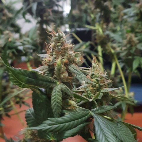 Purple Punch CBD growlog timeline photo