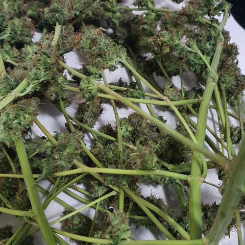 Purple Punch CBD growlog timeline photo