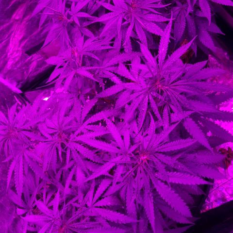Lafanta  growlog timeline photo