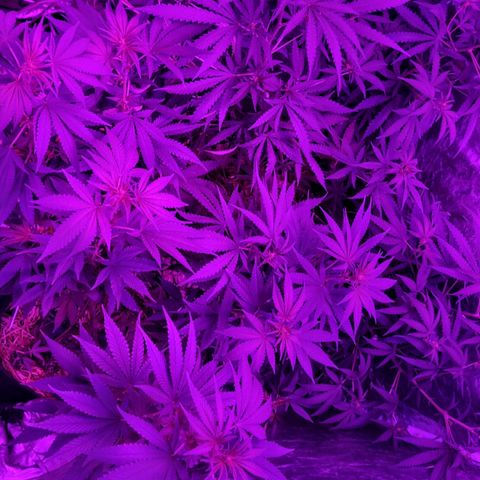 Lafanta  growlog timeline photo