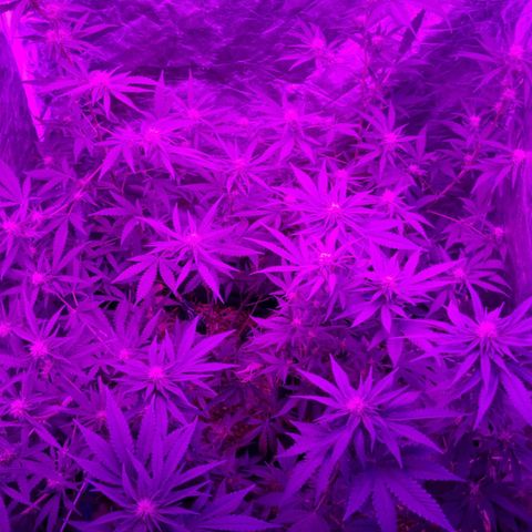 Lafanta  growlog timeline photo