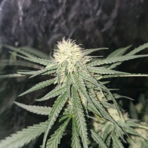 Lafanta  growlog timeline photo