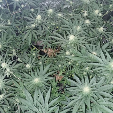 Lafanta  growlog timeline photo