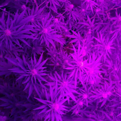 Lafanta  growlog timeline photo