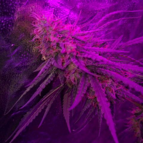 Lafanta  growlog timeline photo