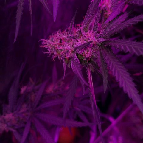 Lafanta  growlog timeline photo