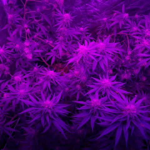 Lafanta  growlog timeline photo