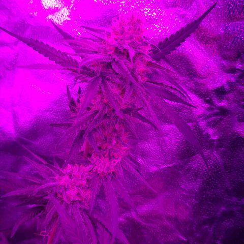 Lafanta  growlog timeline photo