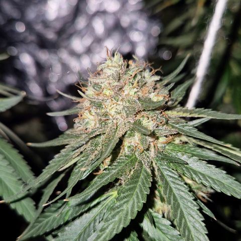 Lafanta  growlog timeline photo
