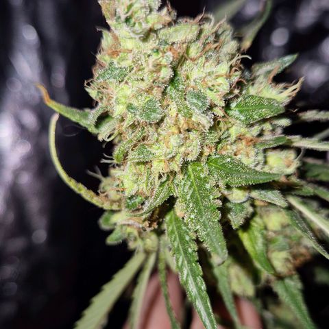 Lafanta  growlog timeline photo