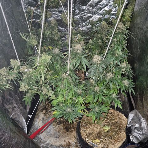Lafanta  growlog timeline photo