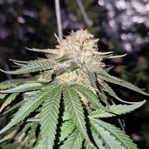 Lafanta  growlog timeline photo