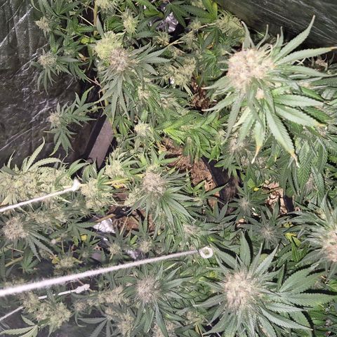 Lafanta  growlog timeline photo