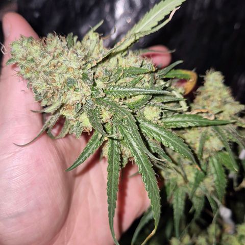 Lafanta  growlog timeline photo