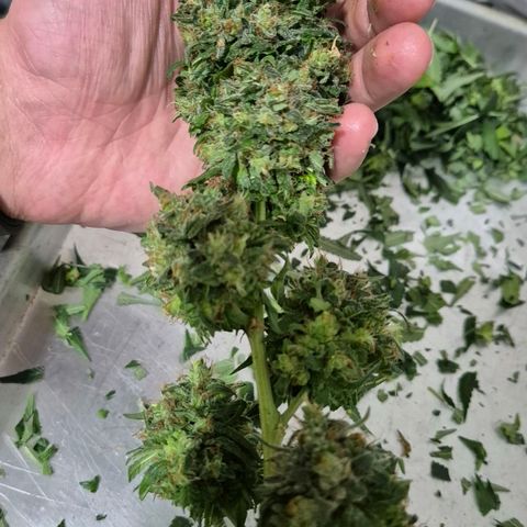 Lafanta  growlog timeline photo