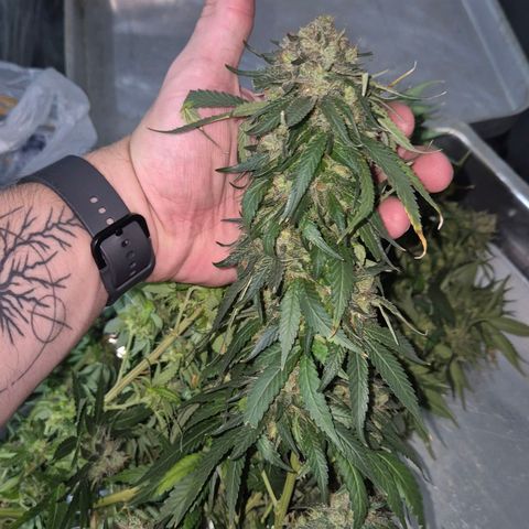 Lafanta  growlog timeline photo