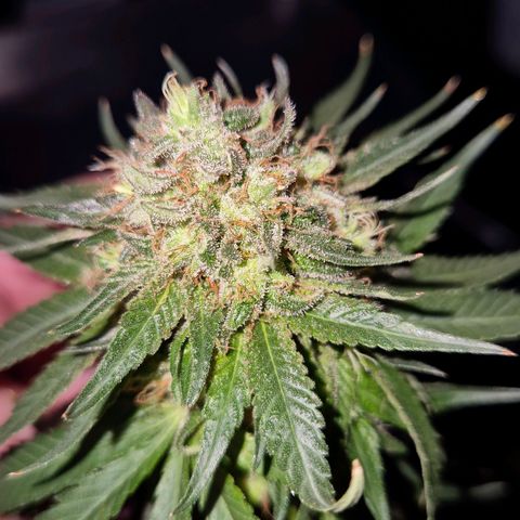 Lafanta  growlog timeline photo