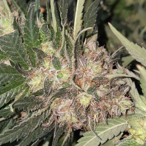 Lafanta  growlog timeline photo