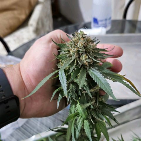 Lafanta  growlog timeline photo