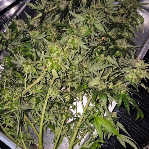 Lafanta  growlog timeline photo
