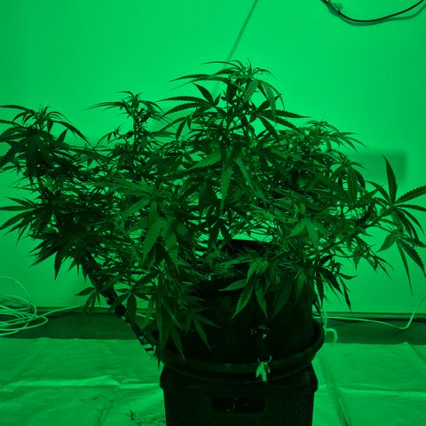 Gorilla Rainbow Madre growlog timeline photo