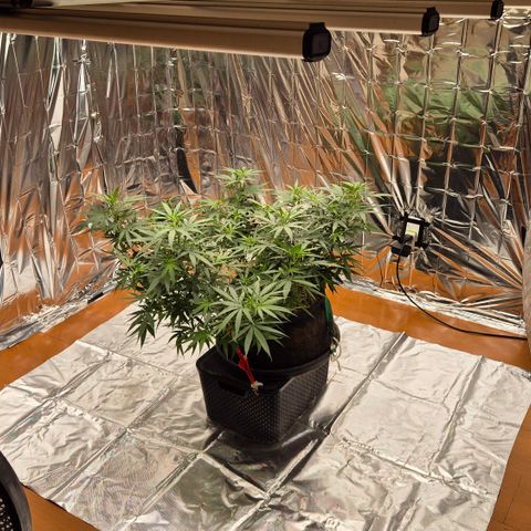 Gorilla Rainbow Madre growlog timeline photo