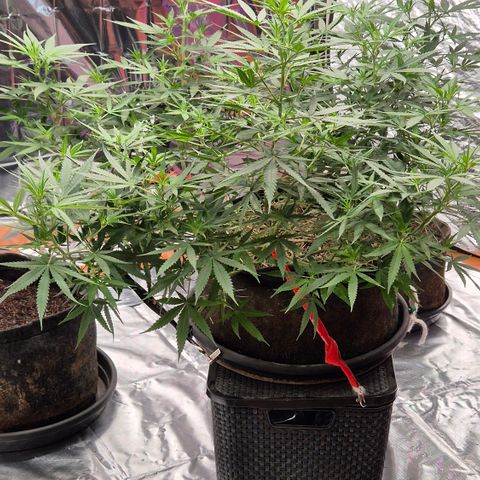 Gorilla Rainbow Madre growlog timeline photo