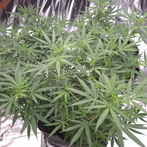 Gorilla Rainbow Madre growlog timeline photo