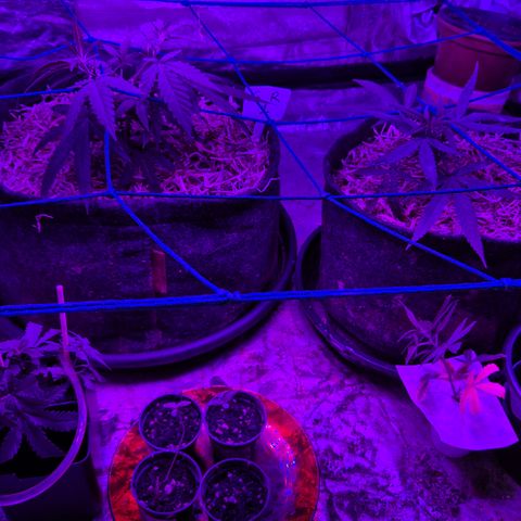 Gorilla Rainbow #1 growlog timeline photo