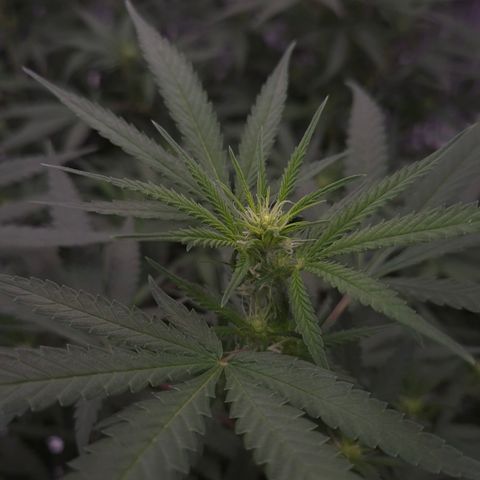 Gorilla Rainbow Madre growlog timeline photo