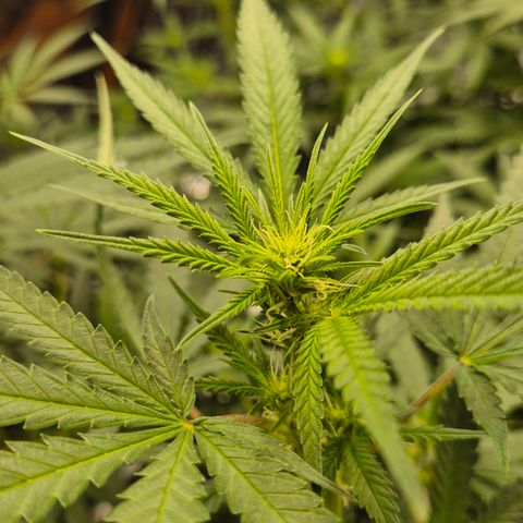 Gorilla Rainbow Madre growlog timeline photo