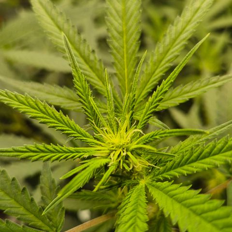 Gorilla Rainbow Madre growlog timeline photo