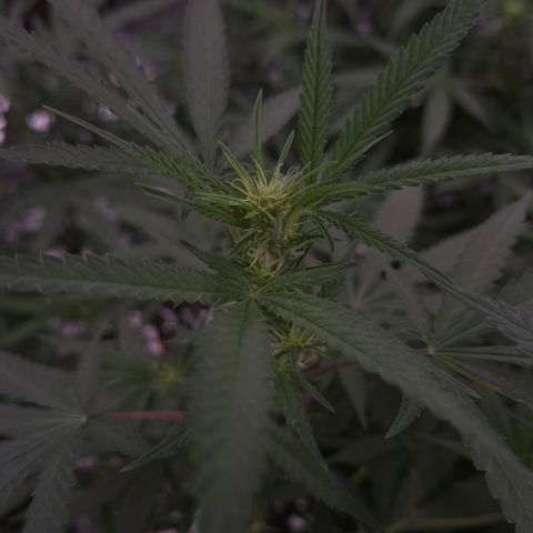 Gorilla Rainbow Madre growlog timeline photo