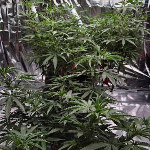 Gorilla Rainbow Madre growlog timeline photo