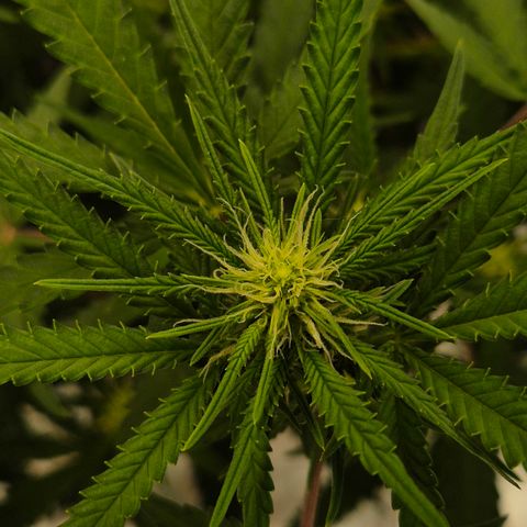 Gorilla Rainbow Madre growlog timeline photo