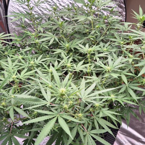 Gorilla Rainbow Madre growlog timeline photo