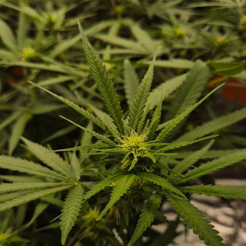 Gorilla Rainbow Madre growlog timeline photo
