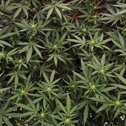 Gorilla Rainbow Madre growlog timeline photo