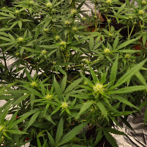 Gorilla Rainbow Madre growlog timeline photo