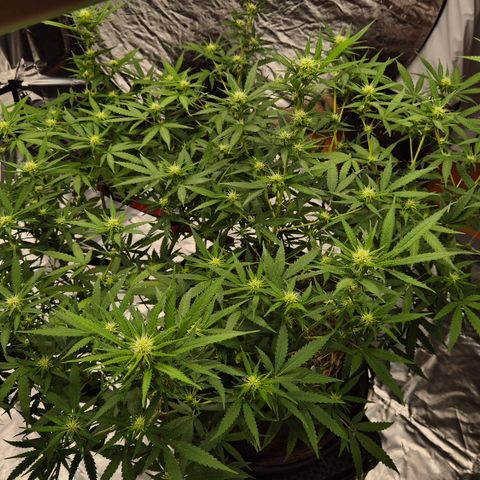 Gorilla Rainbow Madre growlog timeline photo