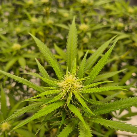 Gorilla Rainbow Madre growlog timeline photo