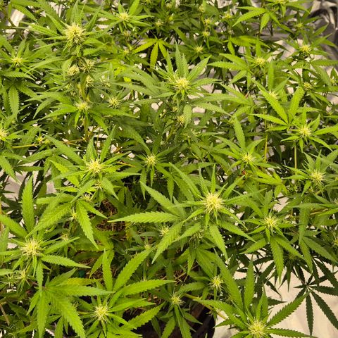 Gorilla Rainbow Madre growlog timeline photo