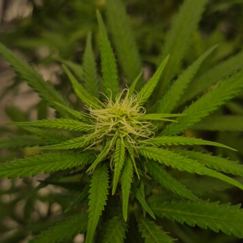 Gorilla Rainbow Madre growlog timeline photo