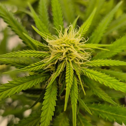 Gorilla Rainbow Madre growlog timeline photo