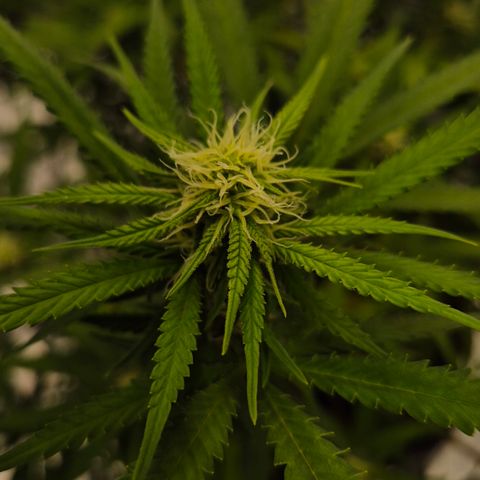 Gorilla Rainbow Madre growlog timeline photo