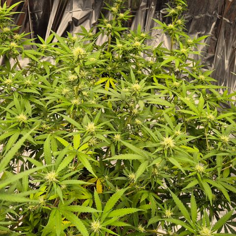 Gorilla Rainbow Madre growlog timeline photo
