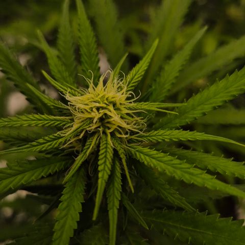 Gorilla Rainbow Madre growlog timeline photo
