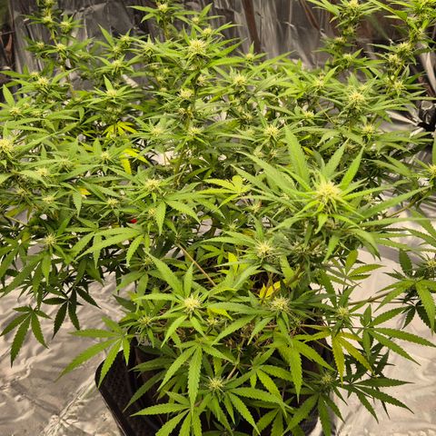 Gorilla Rainbow Madre growlog timeline photo